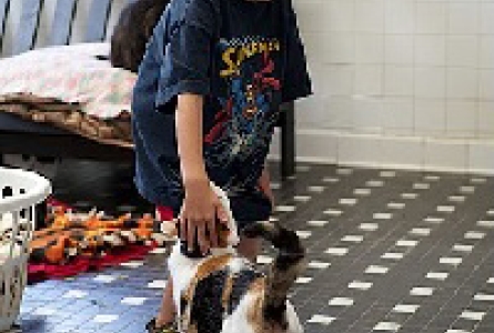 Vertical image of boy petting 2 cats