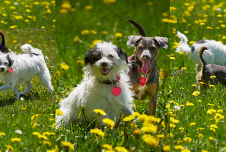 Three photo Tryptik of Coco and Polly, originally from a Twin Cities animal control, at Home for Life in a walk in one of our meadows at the sanctuary. Spring, 2026, photos by Mark Luinenburg