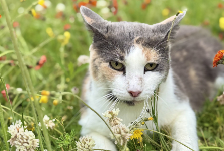 Gertie in the wildflowers