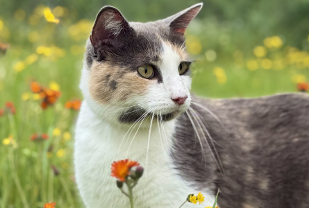 Gertie in the wildflowers
