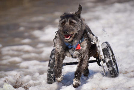 Here's Gus, in full run through the slushy snow strapped to his wheely cart.  