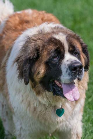 Finnegan