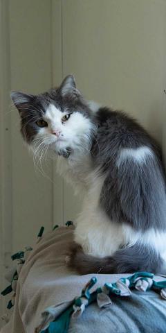 MiowMiow posing for the camera
