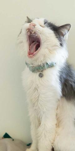 MiowMiow making such a large yawn