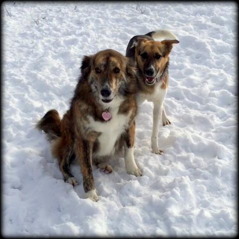Pari and Alborz