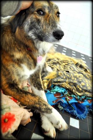 Pari sitting with paws crossed