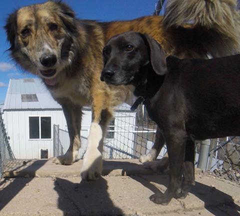 Pari and Rocket at Home for Life