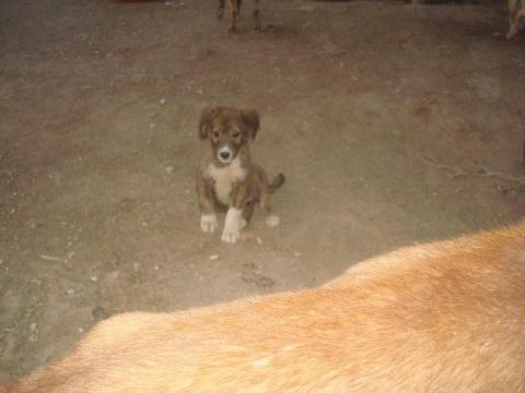 Pari as a puppy