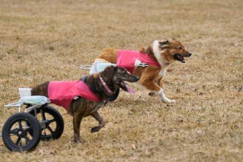 Poppi and Sousa running
