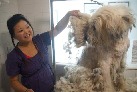 Matilda was groomed and her filthy coat came off like a pelt