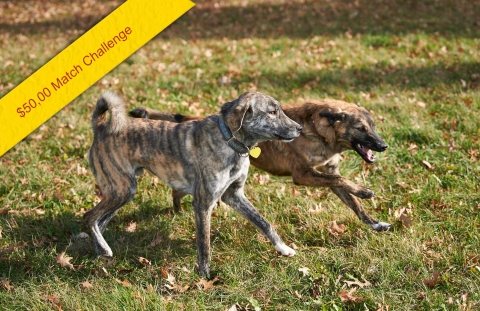 Find Out How Far Your Heart Can Reach! Home For Life's® Afghanistan Dog Rescue | Home for Life Find Out How Far Your Heart Can Reach! Home For Life's® Afghanistan Dog Rescue | Home for Life