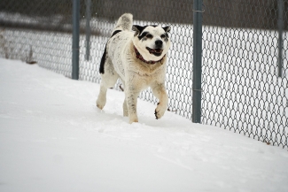 Dottie winter 2018