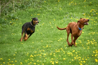 Holly chases Finn