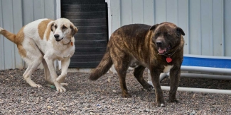 2 dogs Mahatab and Tiger together outside