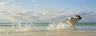 Lilly running in the water at the beach