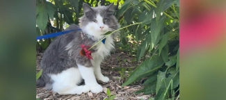 Buddy resting in the shade of the flowers