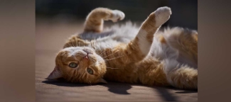 orange cat dandelions