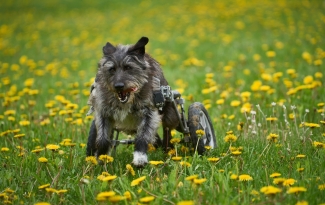 Gus in the dandelions