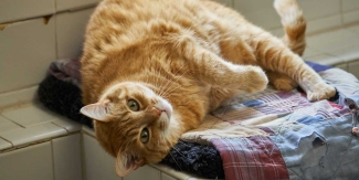 Minnie an orange tabby cat laying on her back