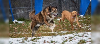 Pari and Amal in the snow with grass