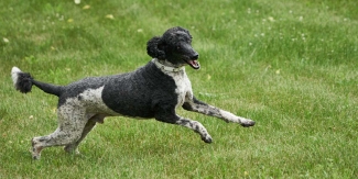 large black & white poodle jumping