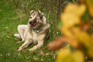 Raha laying in the grass