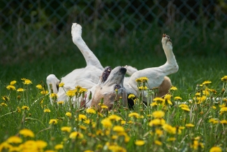 Ruby rolling in the grass and happy to greet spring