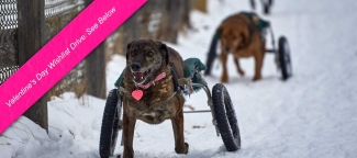 2 legged Soosan runs in her cart, Winter, 2022 at Home for Life: photo by Mark Luinenburg