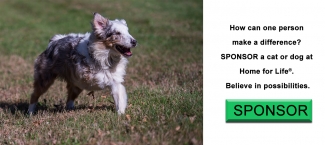 Sponsor a dog or cat