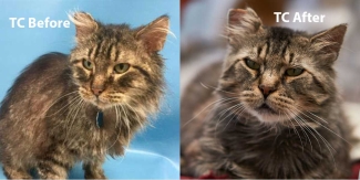 Cat TC before and after