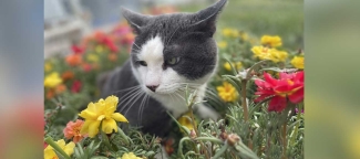 Trooper in the flowers