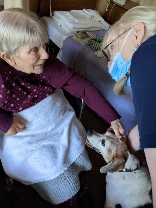 Ruby, a senior-walker Coonhound