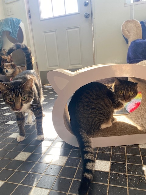 Andrea and Alfred try out a new cat  scratcher a  gift from a supporter