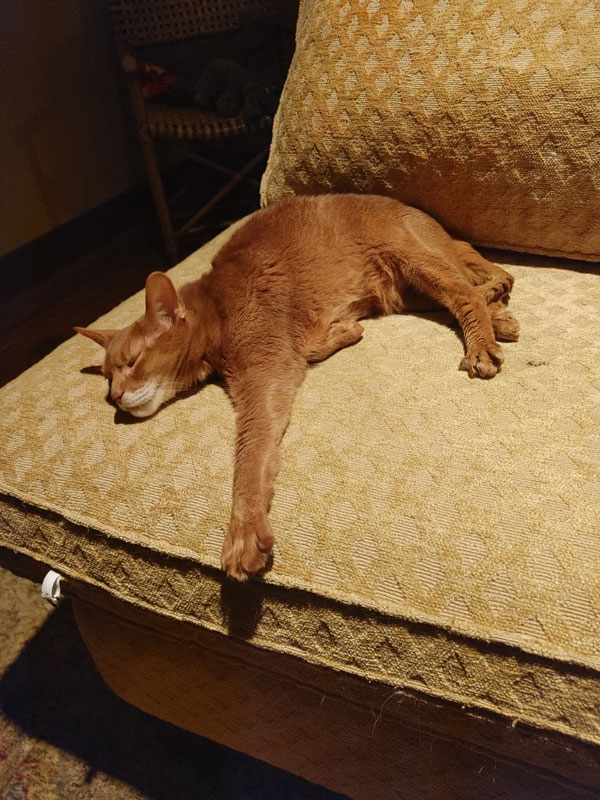 Rusty asleep on his sofa