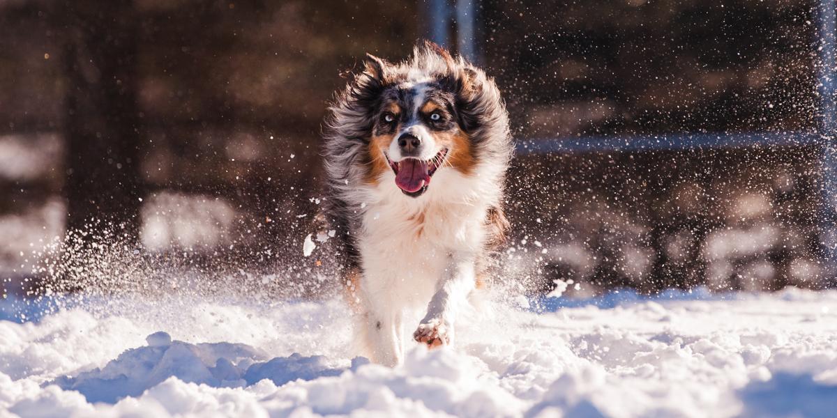 Frankie running in the snow