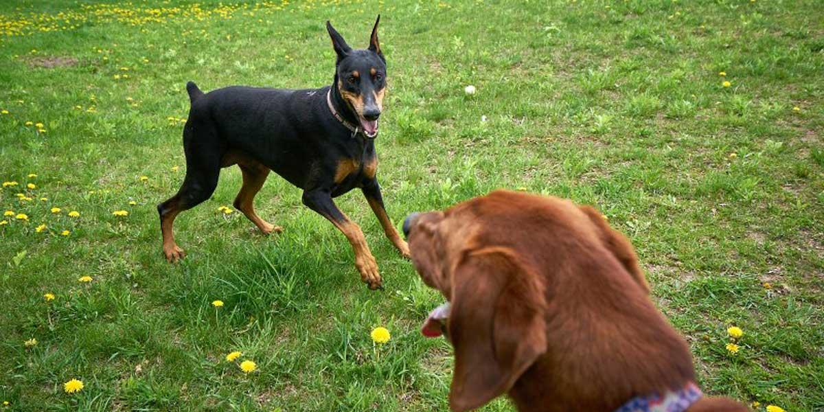 Holly and Finn play