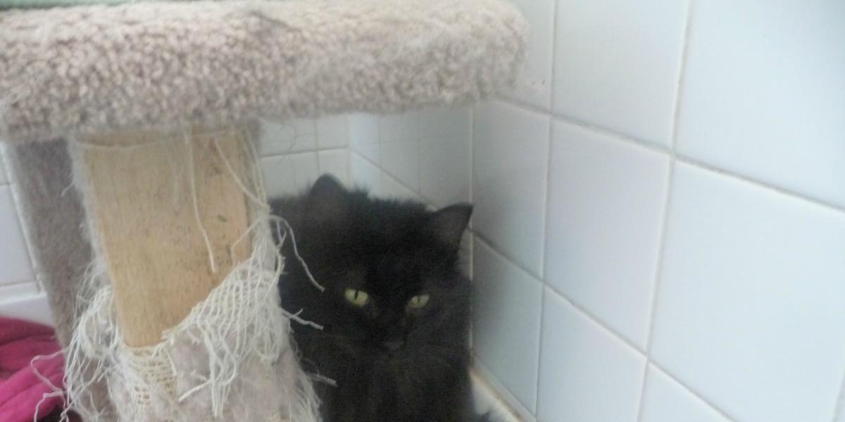 terrified of people, and unwilling to be handled. He would hide behind the cat tree whenever we came into the room.