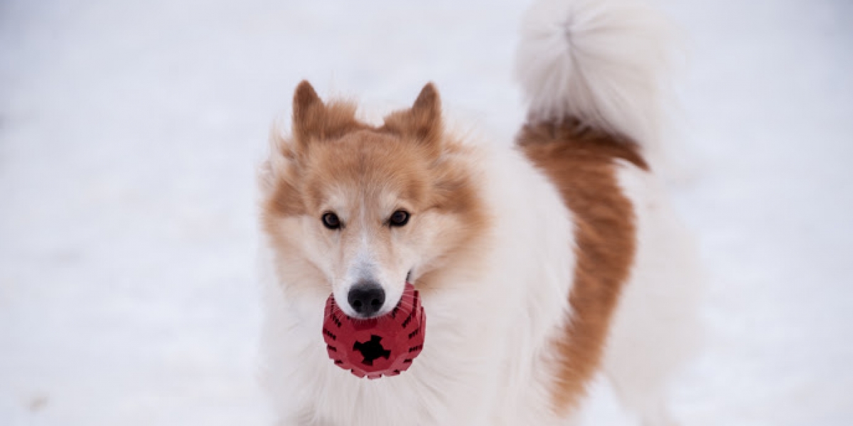 dog with ball in mounth