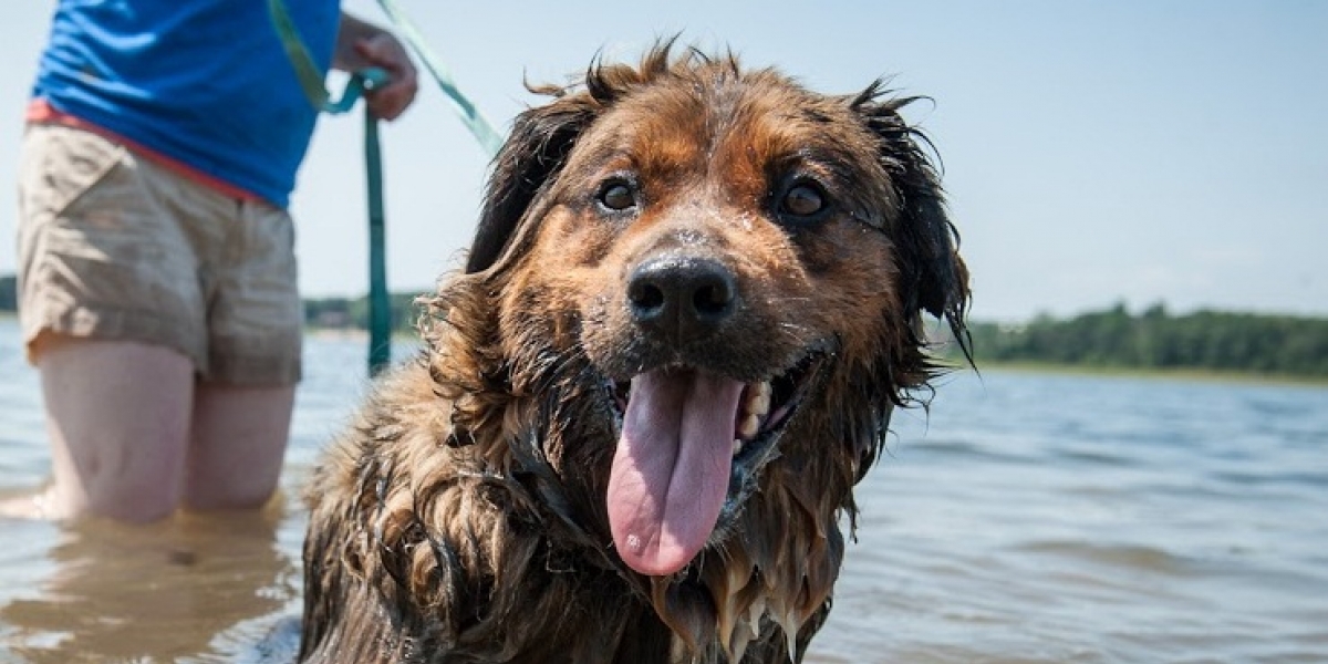 Leo going for a swim in the Apple river