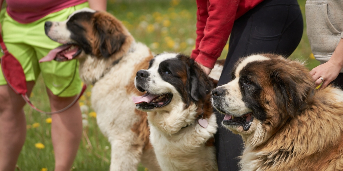 Our 3 St Bernards at Home for Life