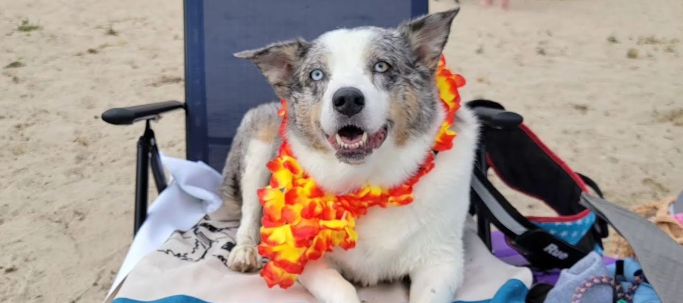 Max is chillin with his beach gear at the Home For Life Beach Party!