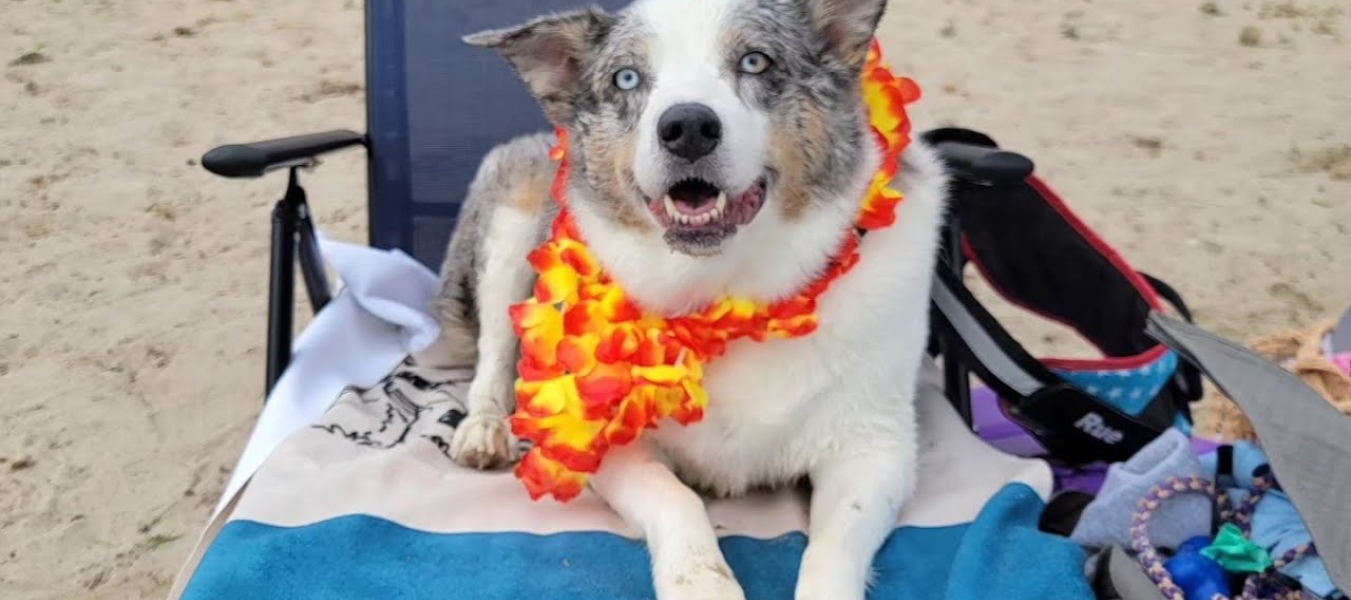 Max on his blanket at the Home For Life Beach party!