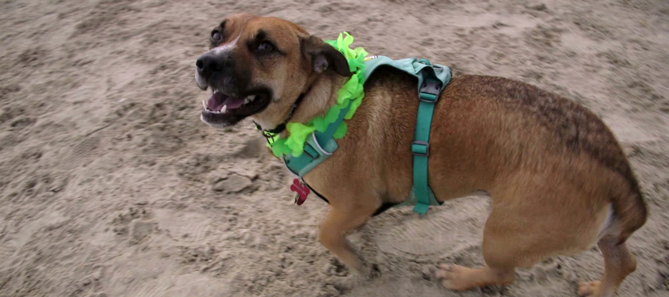 Happy dog at the Home For Life beach party wearing a Green lei
