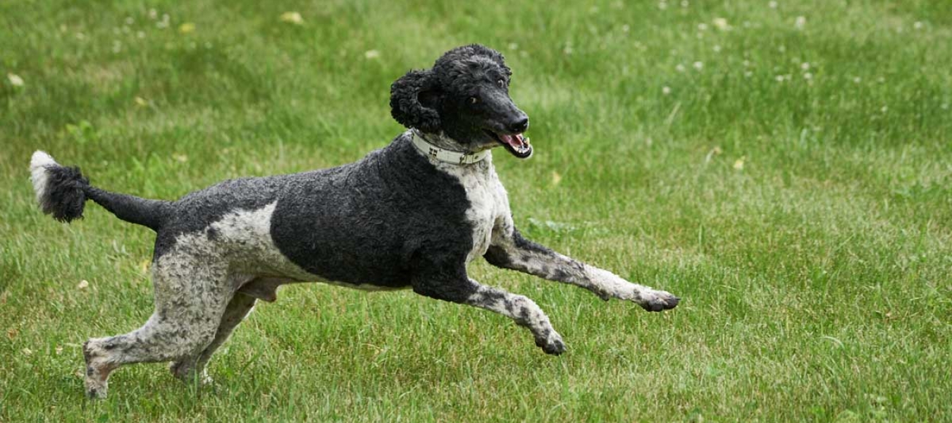 large black and white poodle jumping large black & white poodle jumping