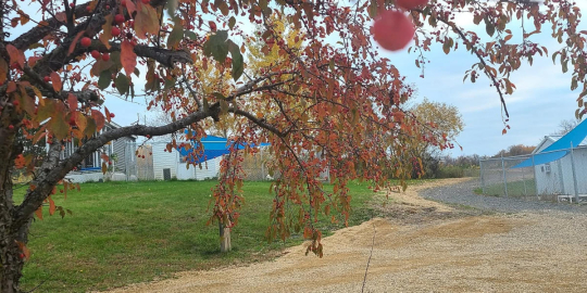 The orange of changing leaves, and the red crab apples on the tree at the driveway at Home For Life