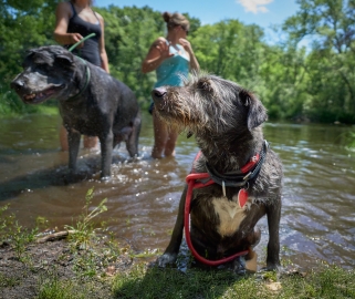Dogs enjoy a swim at the Apple River in Wisconsin.