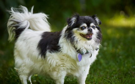 Little Tucker, a senior Pomeranian/Chihuahua mix