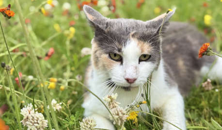 Gertie in the wildflowers