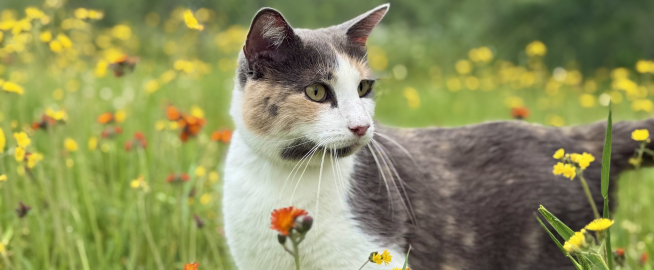 Gertie in the wildflowers